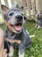 Austrailian Blue Heeler Puppies for sale in Danville, KY, USA. price: NA