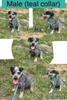 Austrailian Blue Heeler Puppies for sale in Livingston, TX 77351, USA. price: NA