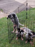 Austrailian Blue Heeler Puppies for sale in Akron, OH, USA. price: NA