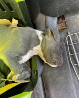 Australian Bulldog Puppies for sale in Florence, SC, USA. price: NA