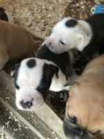 Australian Bulldog Puppies Photos