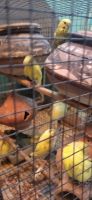 Australian Bustard Birds for sale in Bikaner, Rajasthan, India. price: 700 INR