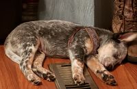 Australian Cattle Dog Puppies for sale in Newport, NC 28570, USA. price: NA