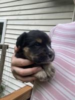 Australian Cattle Dog Puppies for sale in Wakeman, OH 44889, USA. price: NA