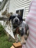 Australian Cattle Dog Puppies for sale in Wakeman, OH 44889, USA. price: NA