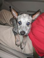 Australian Cattle Dog Puppies for sale in Columbus, GA 31904, USA. price: NA