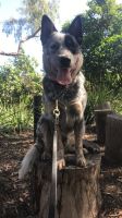 Australian Cattle Dog Puppies for sale in San Diego, CA, USA. price: NA