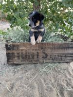 Australian Cattle Dog Puppies for sale in Apple Valley, CA, USA. price: NA