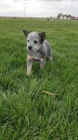 Australian Cattle Dog Puppies for sale in Texas City, TX, USA. price: NA