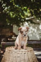 Australian Cattle Dog Puppies for sale in Rolling Prairie, IN 46371, USA. price: NA