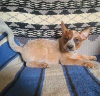 Australian Cattle Dog Puppies for sale in Hollywood, MD, USA. price: NA