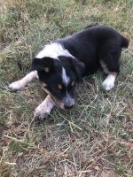 Australian Cattle Dog Puppies for sale in Point, TX 75472, USA. price: NA