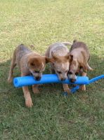 Australian Cattle Dog Puppies for sale in Cadillac, MI 49601, USA. price: NA