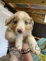 Australian Cattle Dog Puppies for sale in Conroe, TX, USA. price: NA
