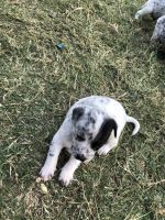 Australian Cattle Dog Puppies for sale in North Richland Hills, TX, USA. price: NA