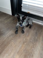 Australian Cattle Dog Puppies for sale in Spring, TX 77380, USA. price: NA