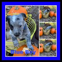 Australian Cattle Dog Puppies for sale in Backus, MN 56435, USA. price: NA
