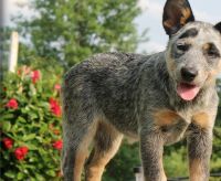 Australian Cattle Dog Puppies for sale in Albany, NY, USA. price: NA
