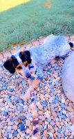 Australian Cattle Dog Puppies for sale in 113 San Mateo Dr, Belleville, IL 62221, USA. price: NA