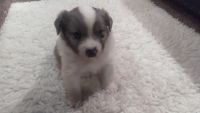 Australian Cattle Dog Puppies for sale in Mountain Home, ID 83647, USA. price: NA