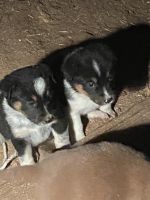 Australian Cattle Dog Puppies for sale in Seguin, TX 78155, USA. price: NA