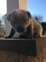 Australian Cattle Dog Puppies for sale in East Brunswick, NJ, USA. price: NA