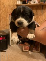 Australian Cattle Dog Puppies for sale in Boaz, KY 42027, USA. price: NA