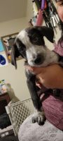 Australian Cattle Dog Puppies for sale in Orem, UT, USA. price: NA