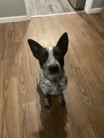 Australian Cattle Dog Puppies for sale in Dallas, TX, USA. price: NA