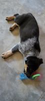 Australian Cattle Dog Puppies for sale in Rio Frio, TX 78879, USA. price: NA