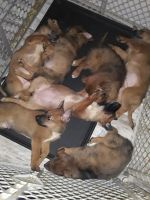 Australian Cattle Dog Puppies for sale in 48111 Bayshore Dr, Belleville, MI 48111, USA. price: NA