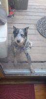Australian Cattle Dog Puppies for sale in Oklahoma City, OK, USA. price: NA