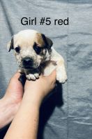 Australian Cattle Dog Puppies for sale in Peoria, IL, USA. price: NA
