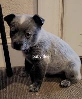 Australian Cattle Dog Puppies for sale in Bethel Springs, TN 38315, USA. price: NA