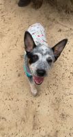 Australian Cattle Dog Puppies for sale in Tyler, TX, USA. price: NA