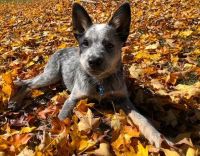 Australian Cattle Dog Puppies for sale in Boiling Springs, NC 28152, USA. price: NA