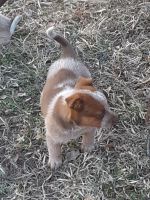 Australian Cattle Dog Puppies for sale in Pearcy, AR, USA. price: NA