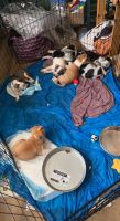 Australian Cattle Dog Puppies for sale in Thomasville, PA 17408, USA. price: NA