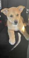 Australian Cattle Dog Puppies for sale in Lemon Grove, CA, USA. price: NA