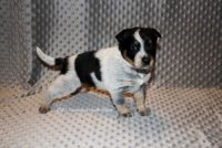 Australian Cattle Dog Puppies for sale in Chilton, WI 53014, USA. price: NA