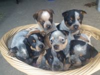 Australian Cattle Dog Puppies for sale in Bryant, IN 47326, USA. price: NA