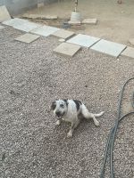 Australian Cattle Dog Puppies for sale in 1719 N 31st St, Phoenix, AZ 85008, USA. price: NA