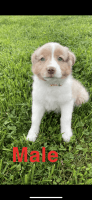 Australian Cattle Dog Puppies for sale in Brooksville, KY 41004, USA. price: NA