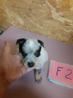 Australian Cattle Dog Puppies for sale in Media, IL 61460, USA. price: NA