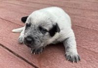 Australian Cattle Dog Puppies for sale in East Brunswick, NJ, USA. price: NA