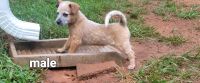 Australian Cattle Dog Puppies for sale in Kents Store, VA 23084, USA. price: NA