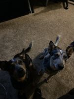 Australian Cattle Dog Puppies for sale in Orlando, FL, USA. price: NA