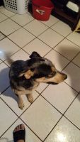 Australian Cattle Dog Puppies for sale in Glendale, AZ, USA. price: NA