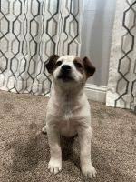 Australian Cattle Dog Puppies for sale in Modesto, CA, USA. price: NA