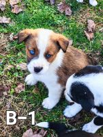 Australian Cattle Dog Puppies for sale in Dalton, GA, USA. price: NA